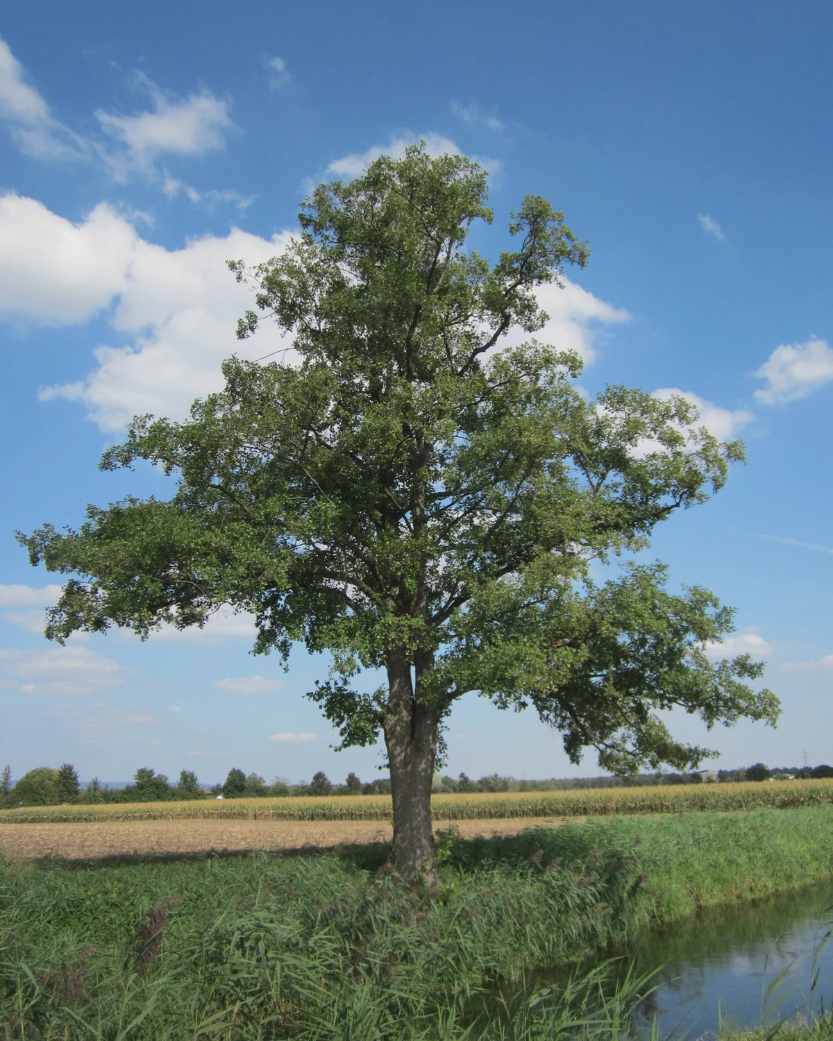赤杨（Alnus spp.）植物档案照片