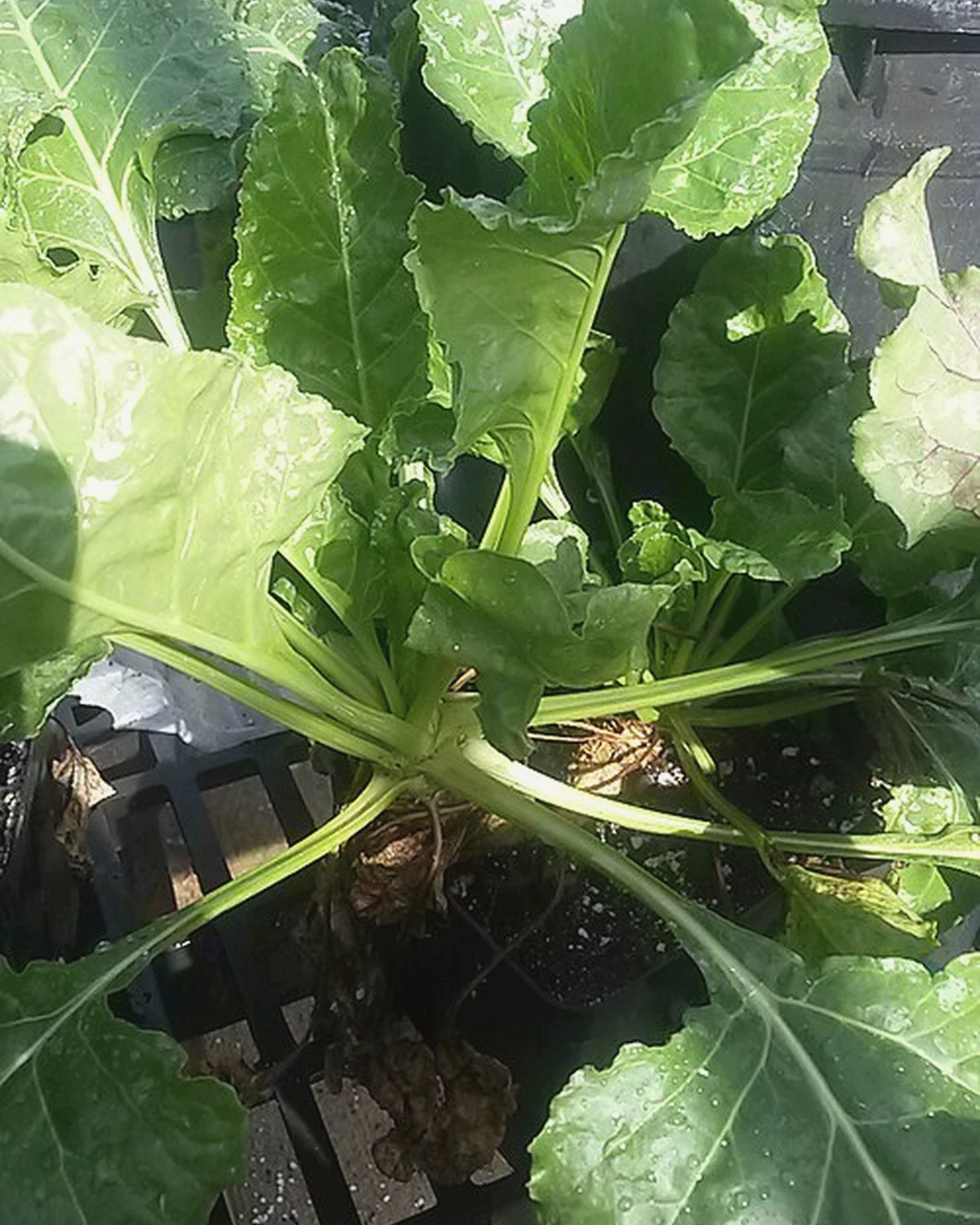 甜菜（Beta vulgaris）植物档案照片