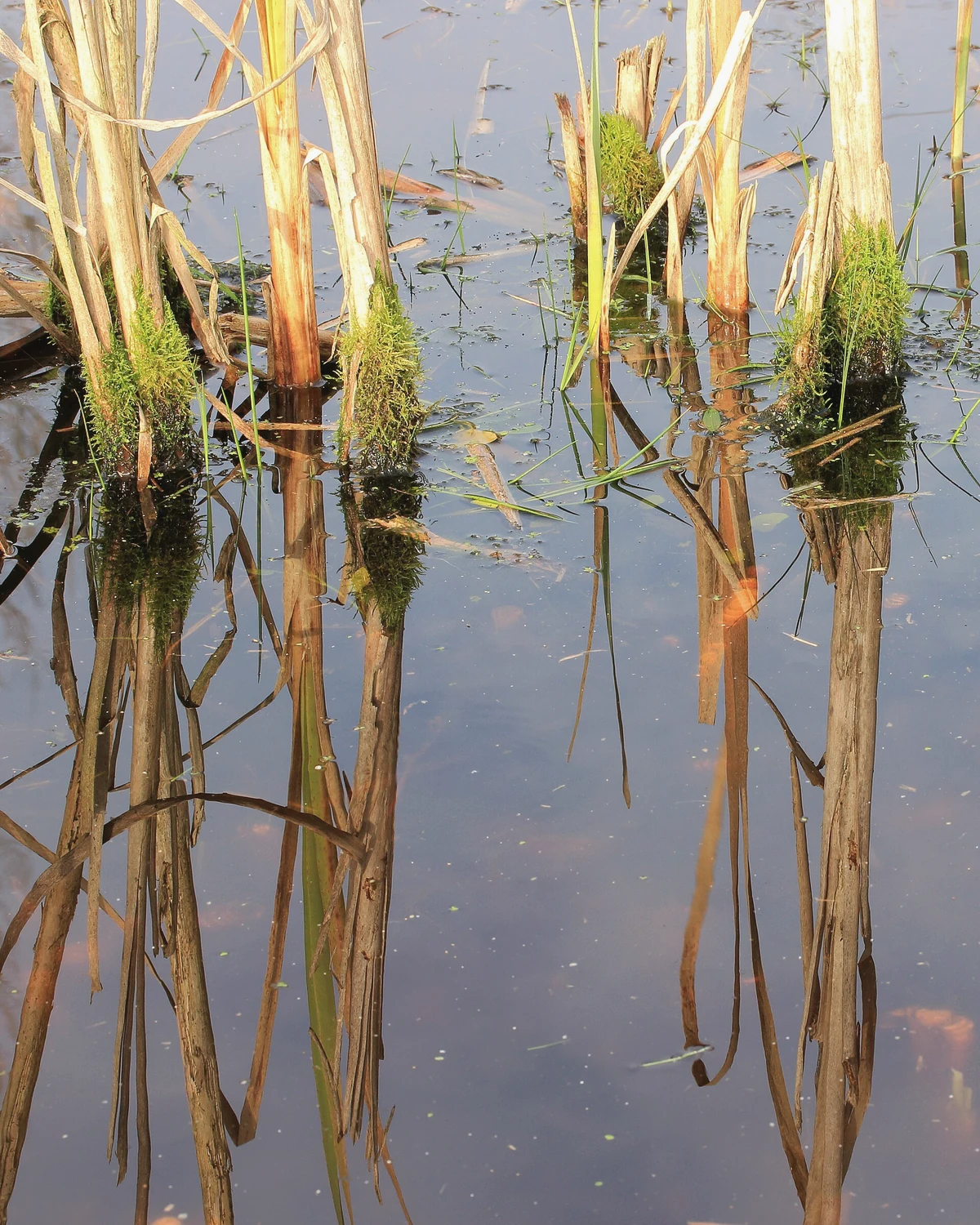 香蒲（Typha spp.）植物档案照片