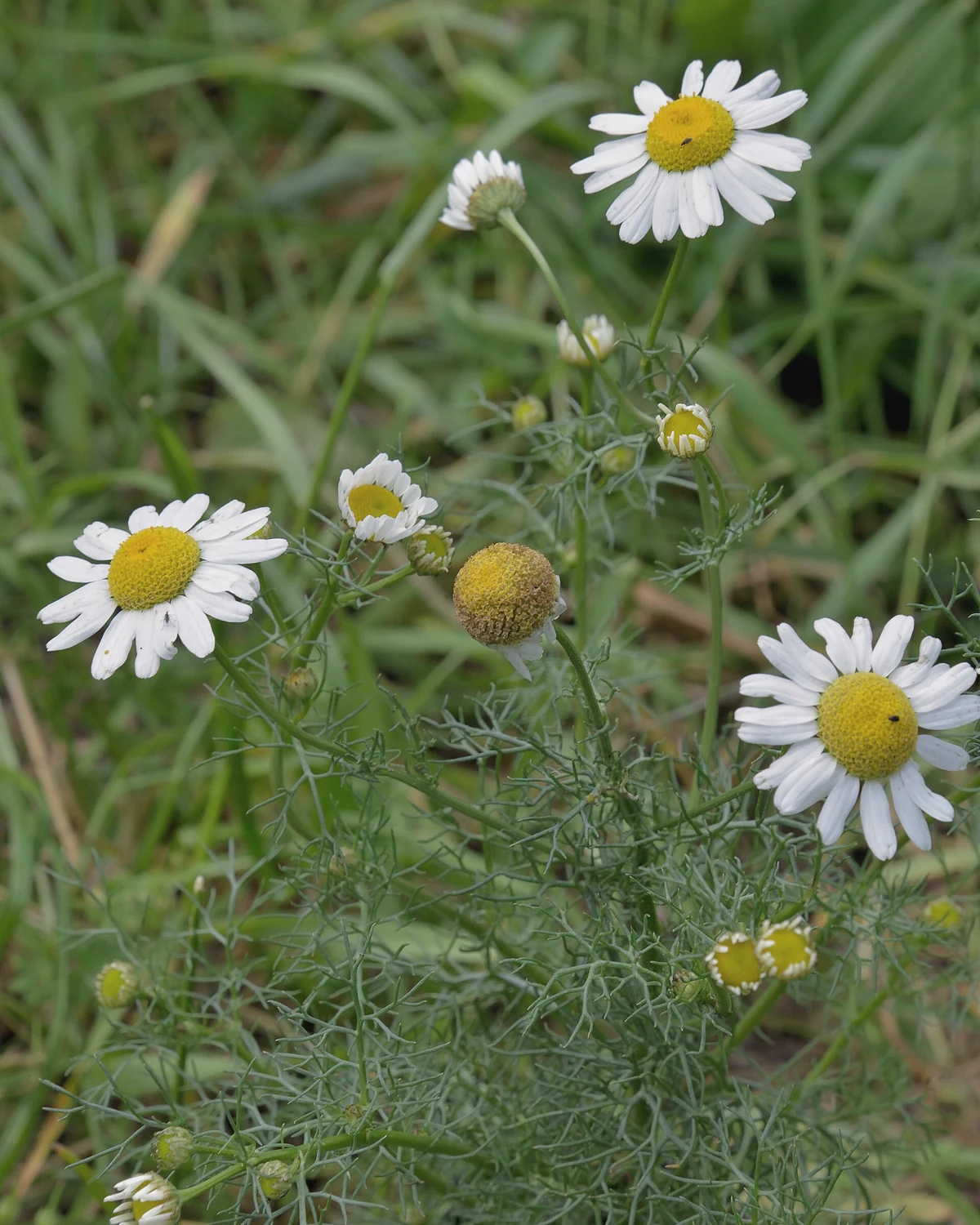 洋甘菊（Matricaria chamomilla）植物档案照片