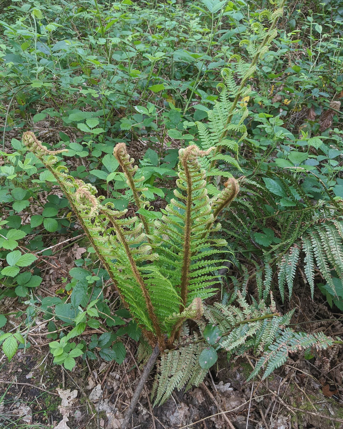 蕨类（Polypodiopsida）植物档案照片