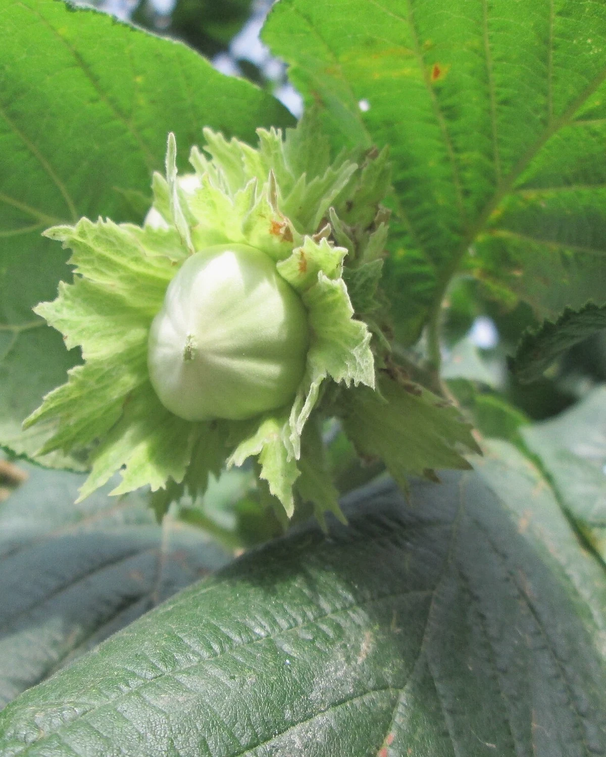 榛（Corylus avellana）植物档案照片
