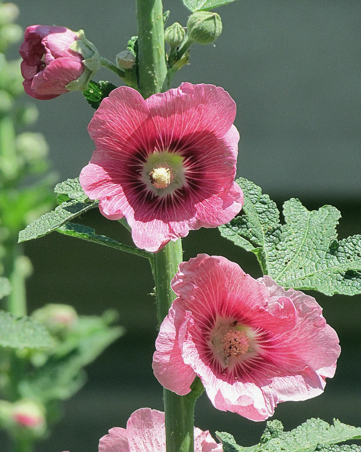 蜀葵（Alcea rosea）植物档案照片