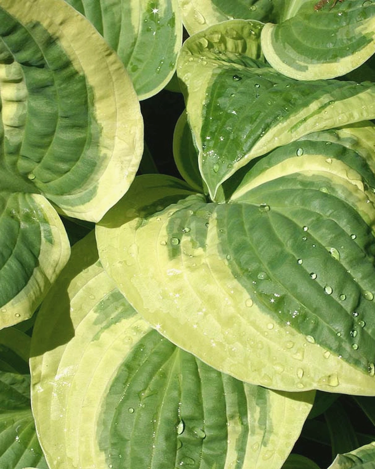 玉簪（Hosta spp.）植物档案照片