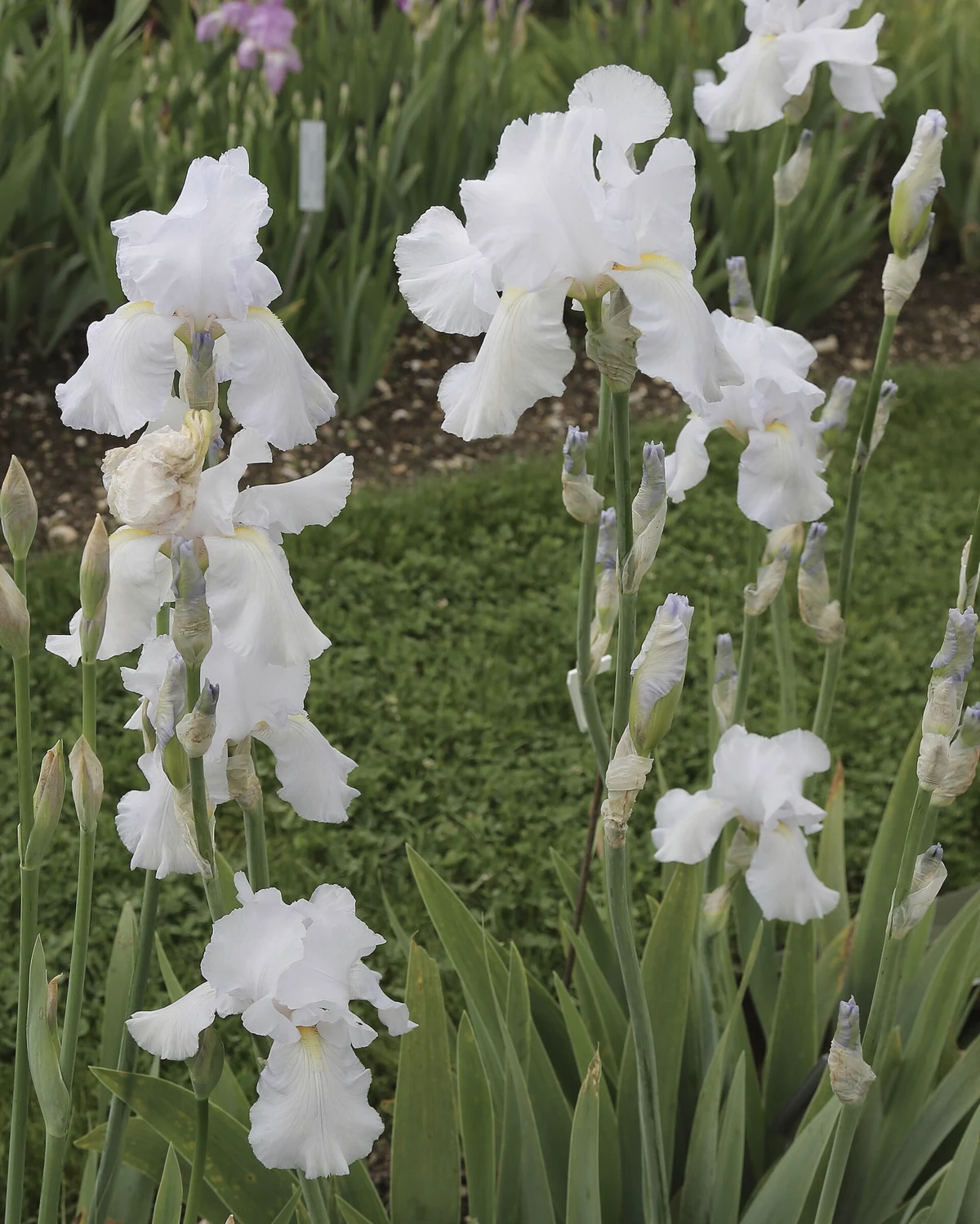 鸢尾（Iris spp.）植物档案照片
