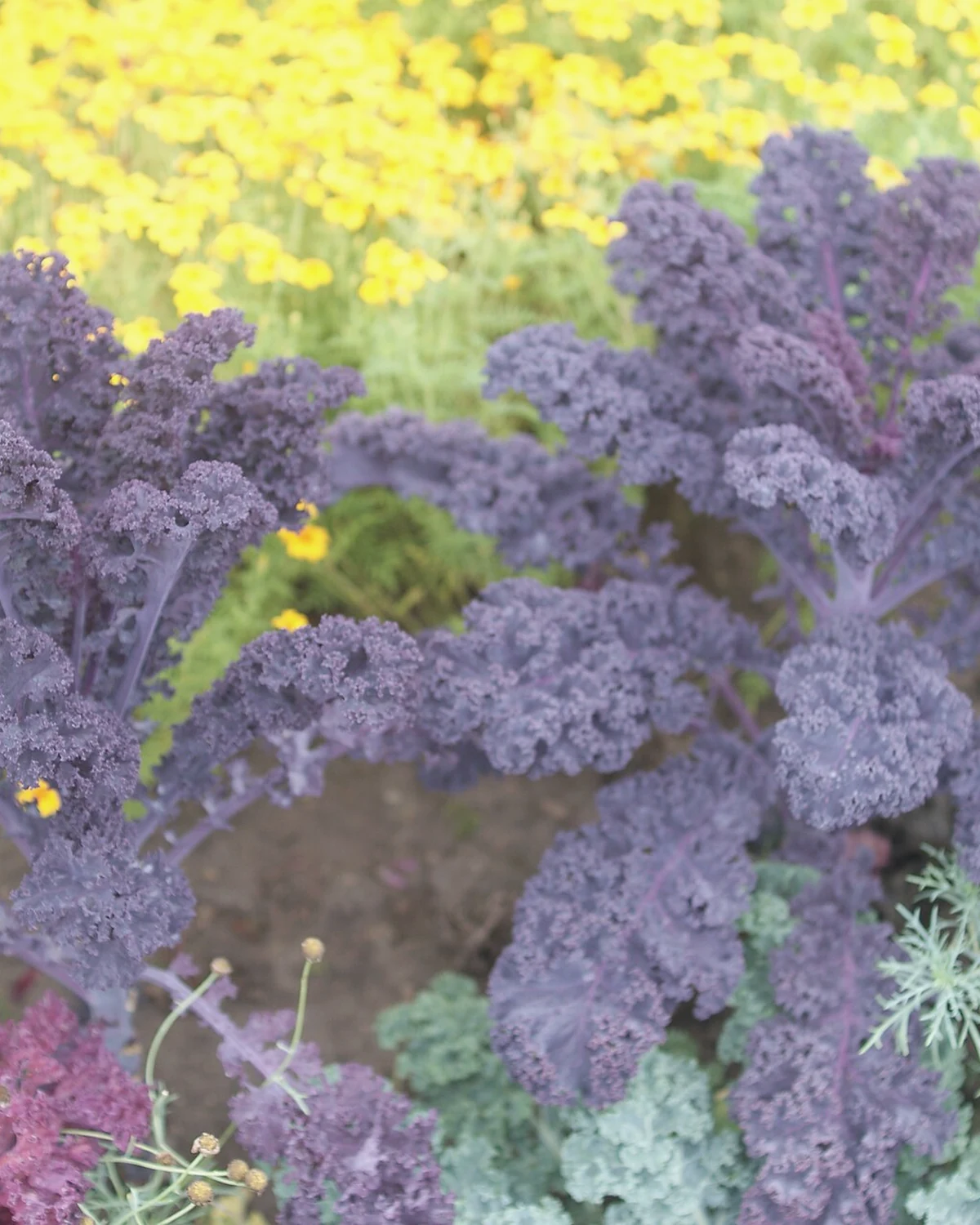 羽衣甘蓝（Brassica oleracea var. sabellica）植物档案照片