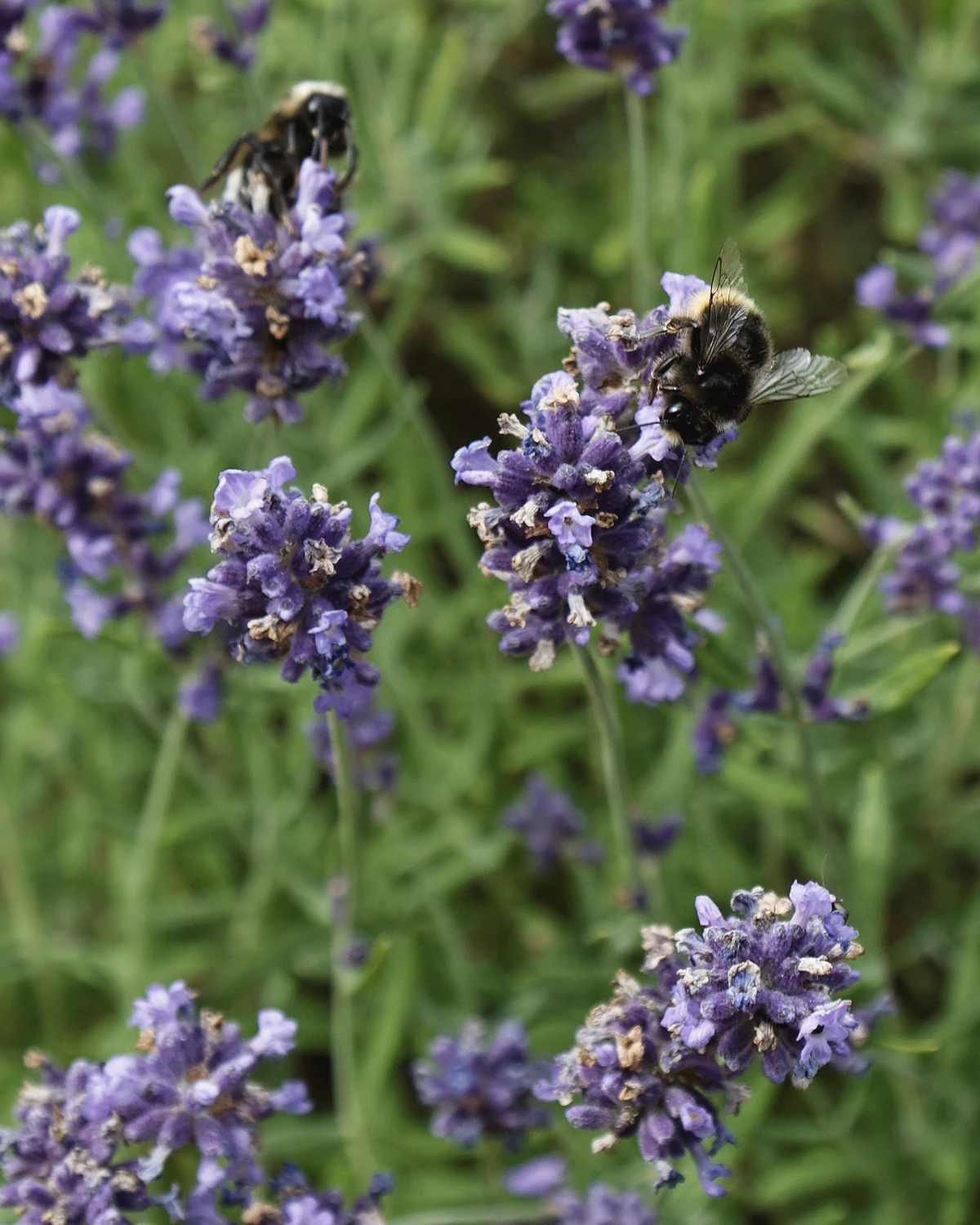 真正薰衣草（Lavandula angustifolia）植物档案照片