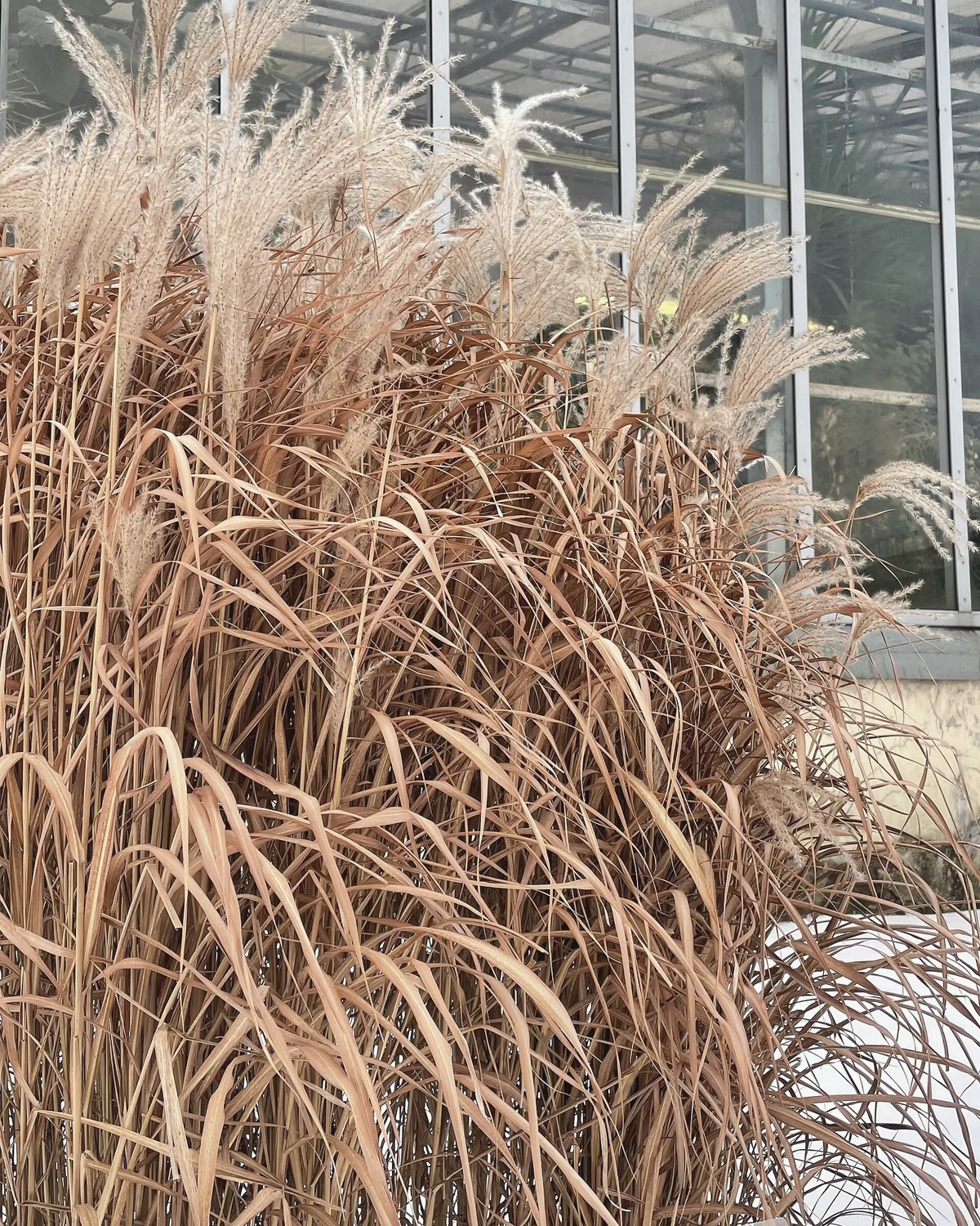芒草（Miscanthus spp.）植物档案照片