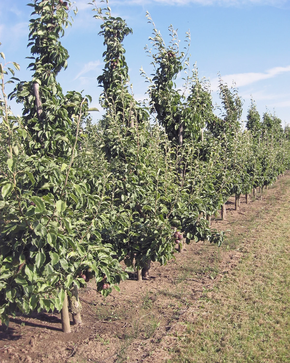 梨（Pyrus communis）植物档案照片