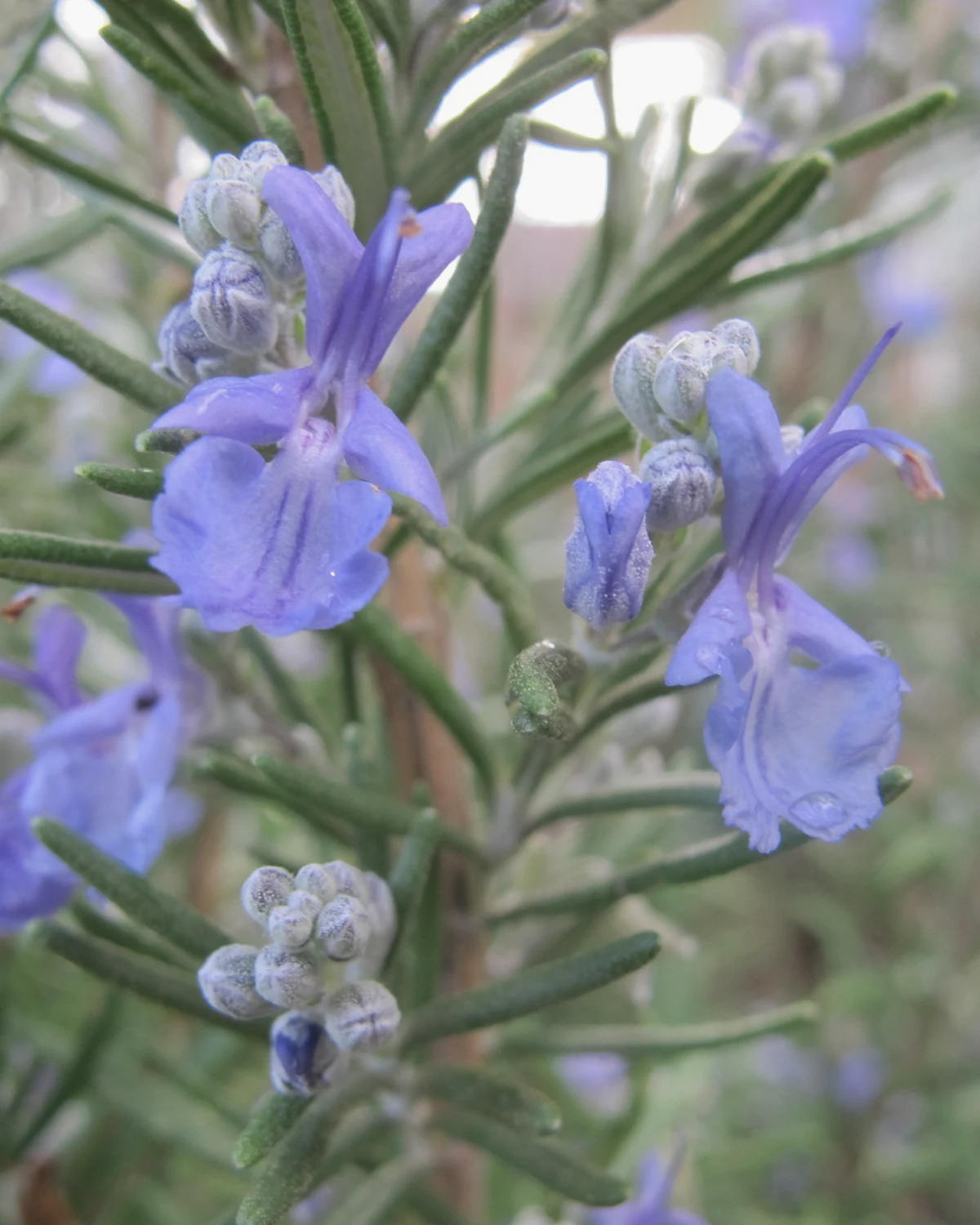 迷迭香（Salvia rosmarinus）植物档案照片
