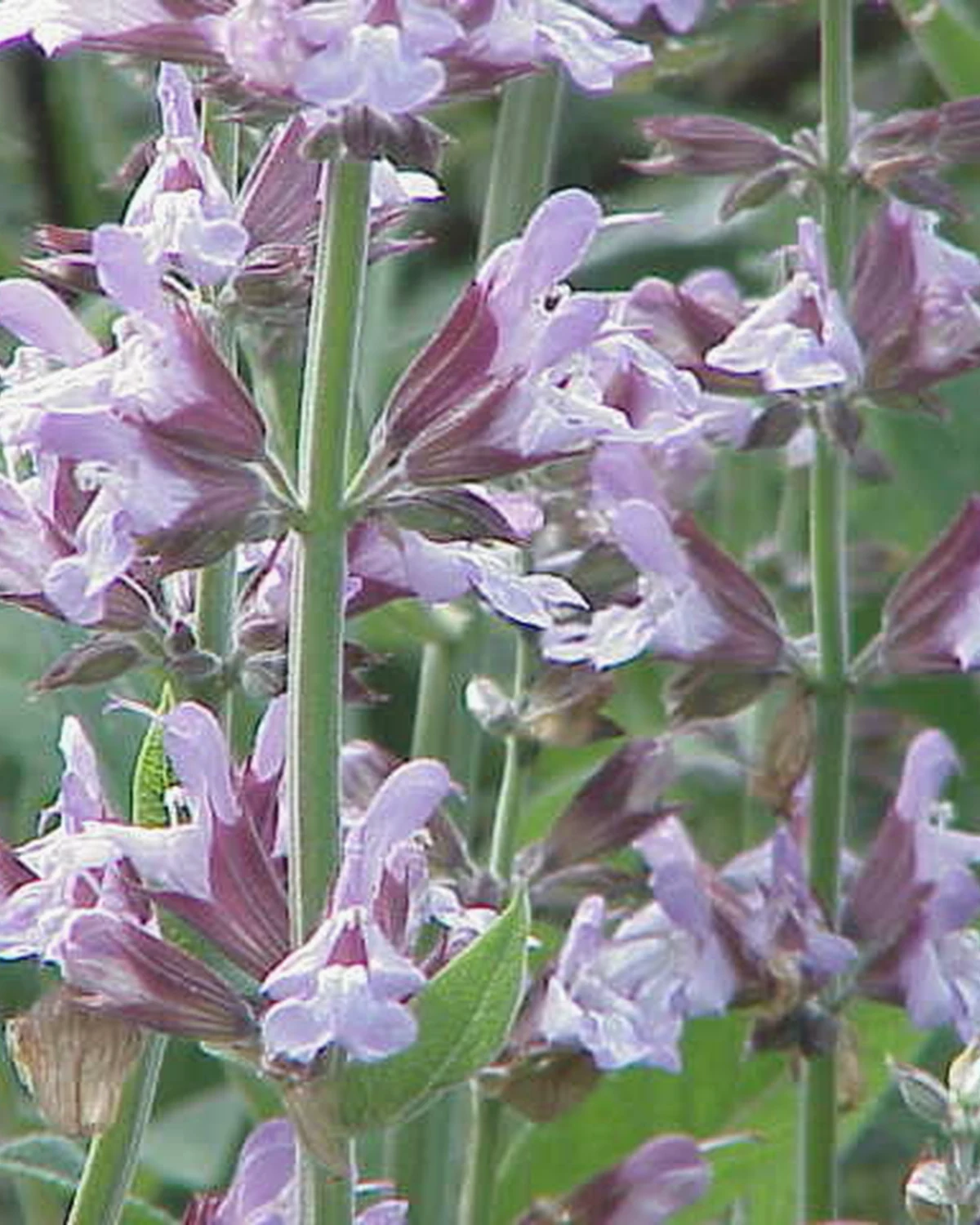 鼠尾草（Salvia officinalis）植物档案照片