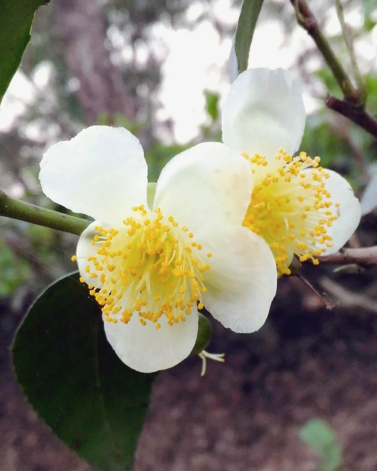 茶树（Camellia sinensis）植物档案照片