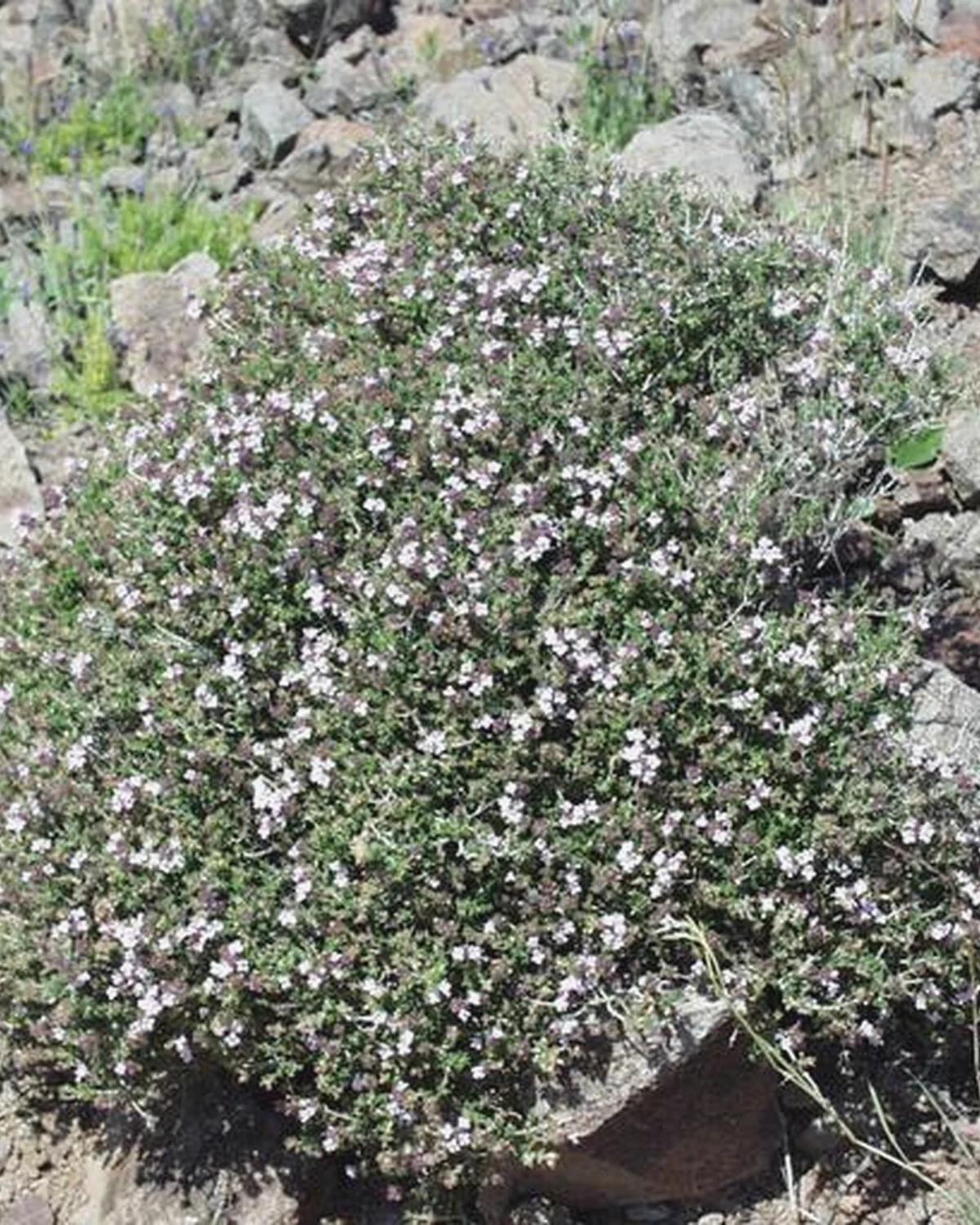 百里香（Thymus vulgaris）植物档案照片