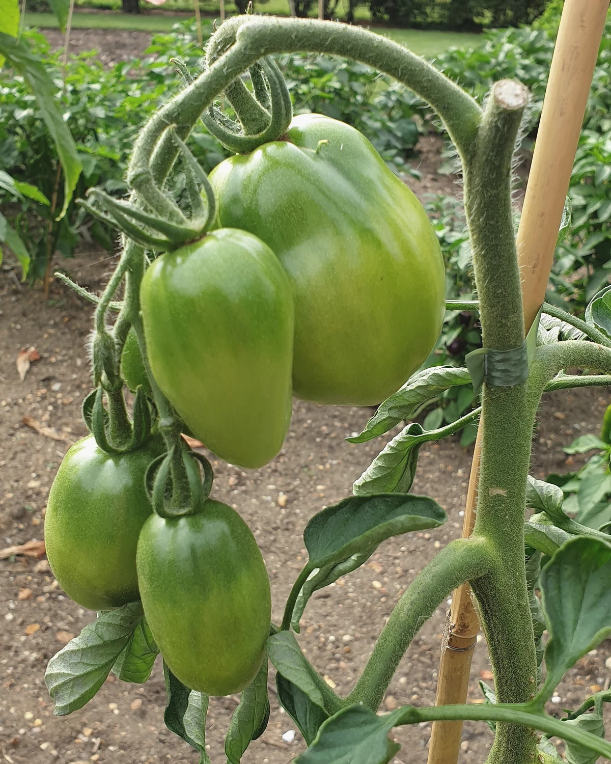 番茄（Solanum lycopersicum）植物档案照片