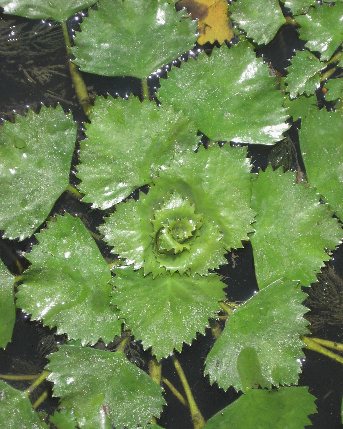 菱角（Trapa spp.）植物档案照片