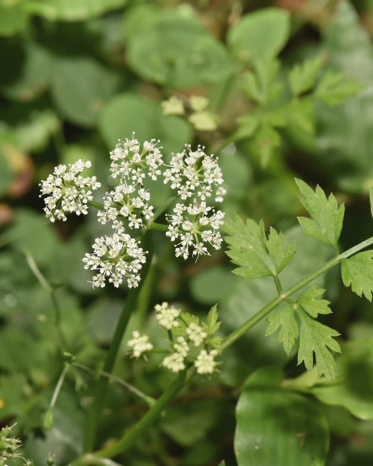 水芹（Oenanthe javanica）植物档案照片